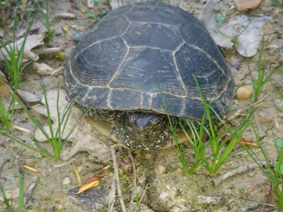 Location Meublee Au Milieu D'Un Ecrin De Verdure Aux Vieux Fours Noaillac Εξωτερικό φωτογραφία